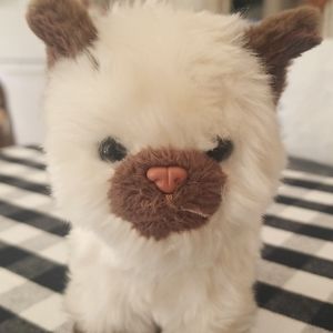 American girl Himalayan cat